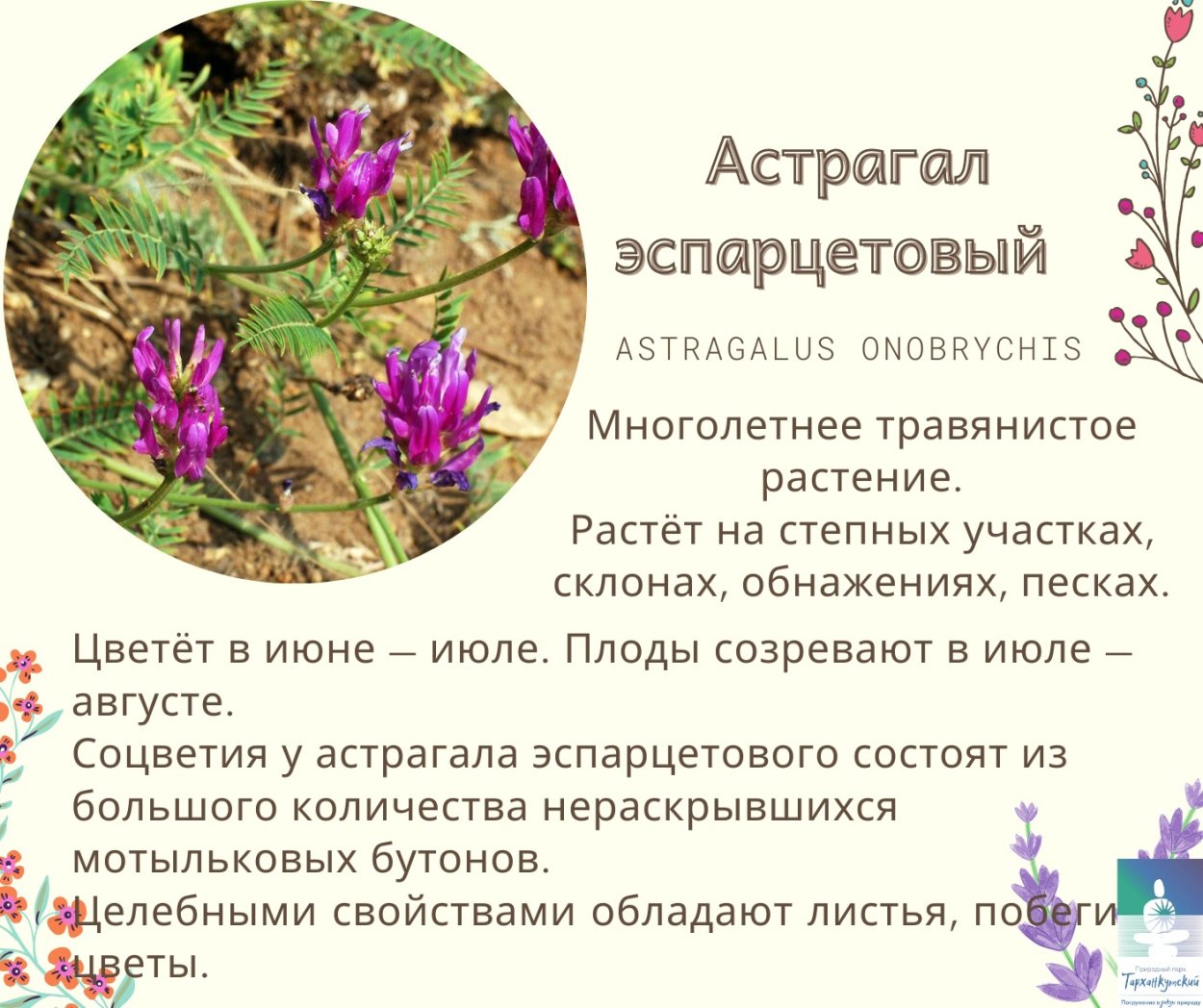 Астрагал Крымский классификация