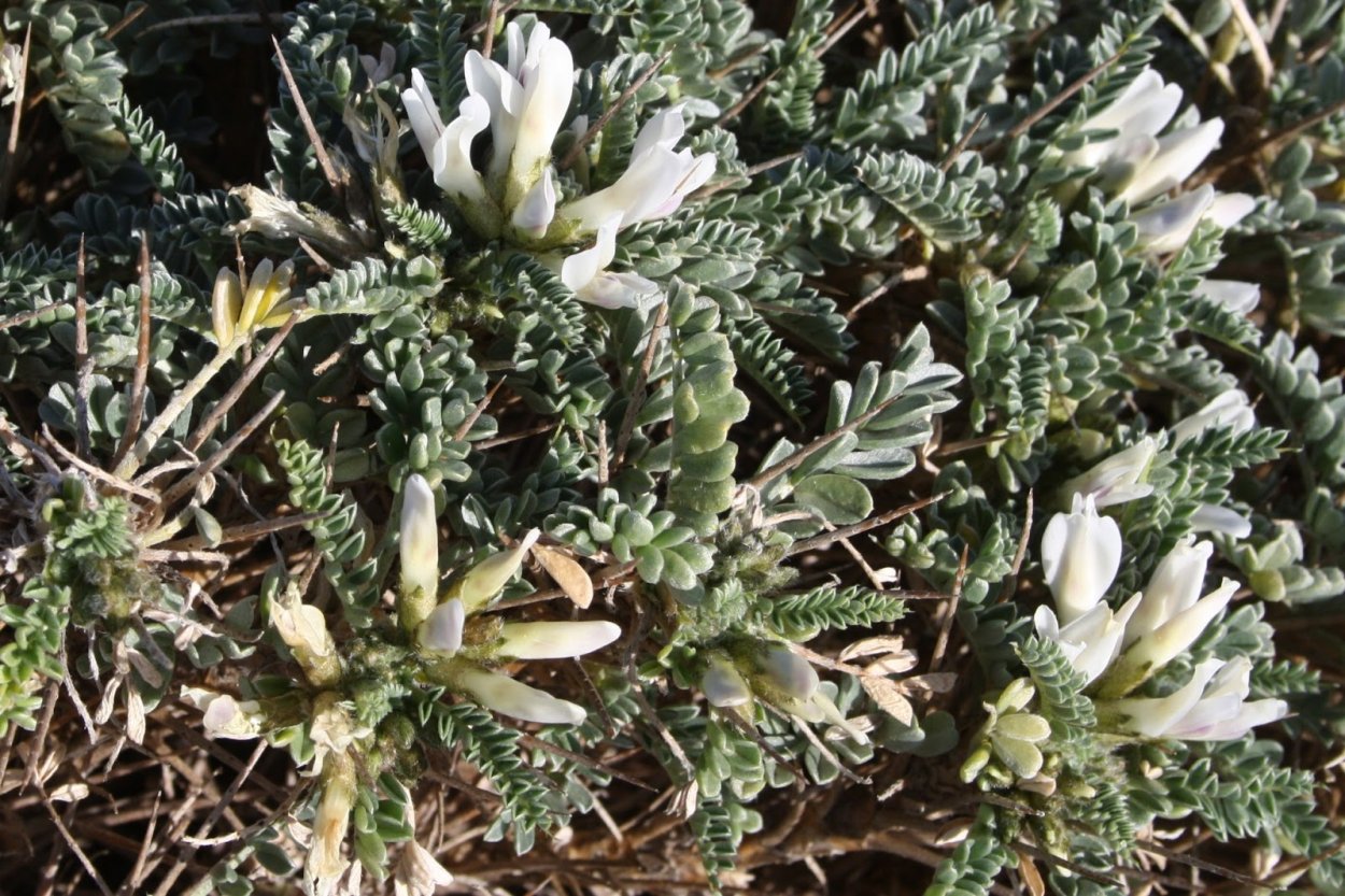 Астрагал туркменский