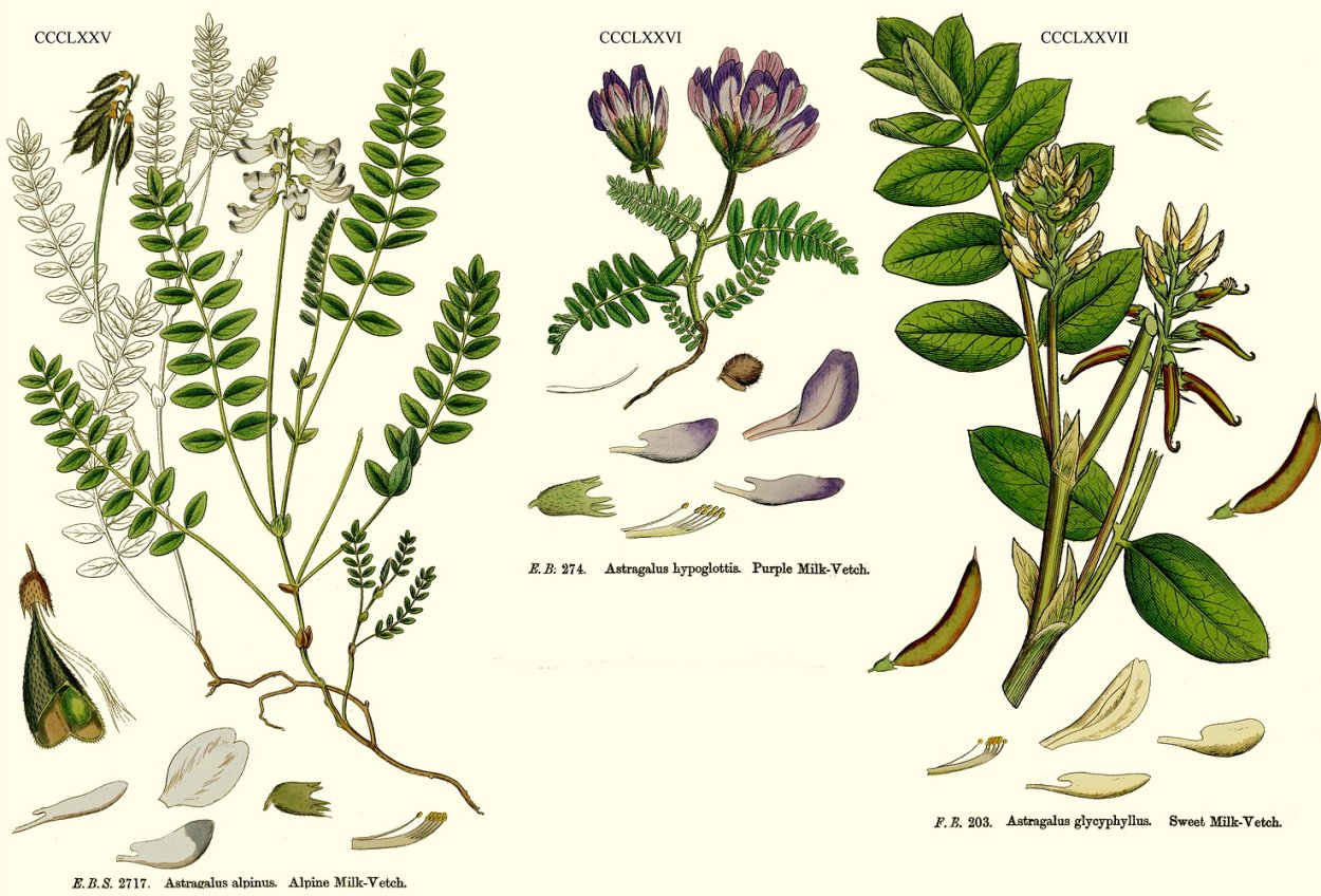 Плод астрагала датского