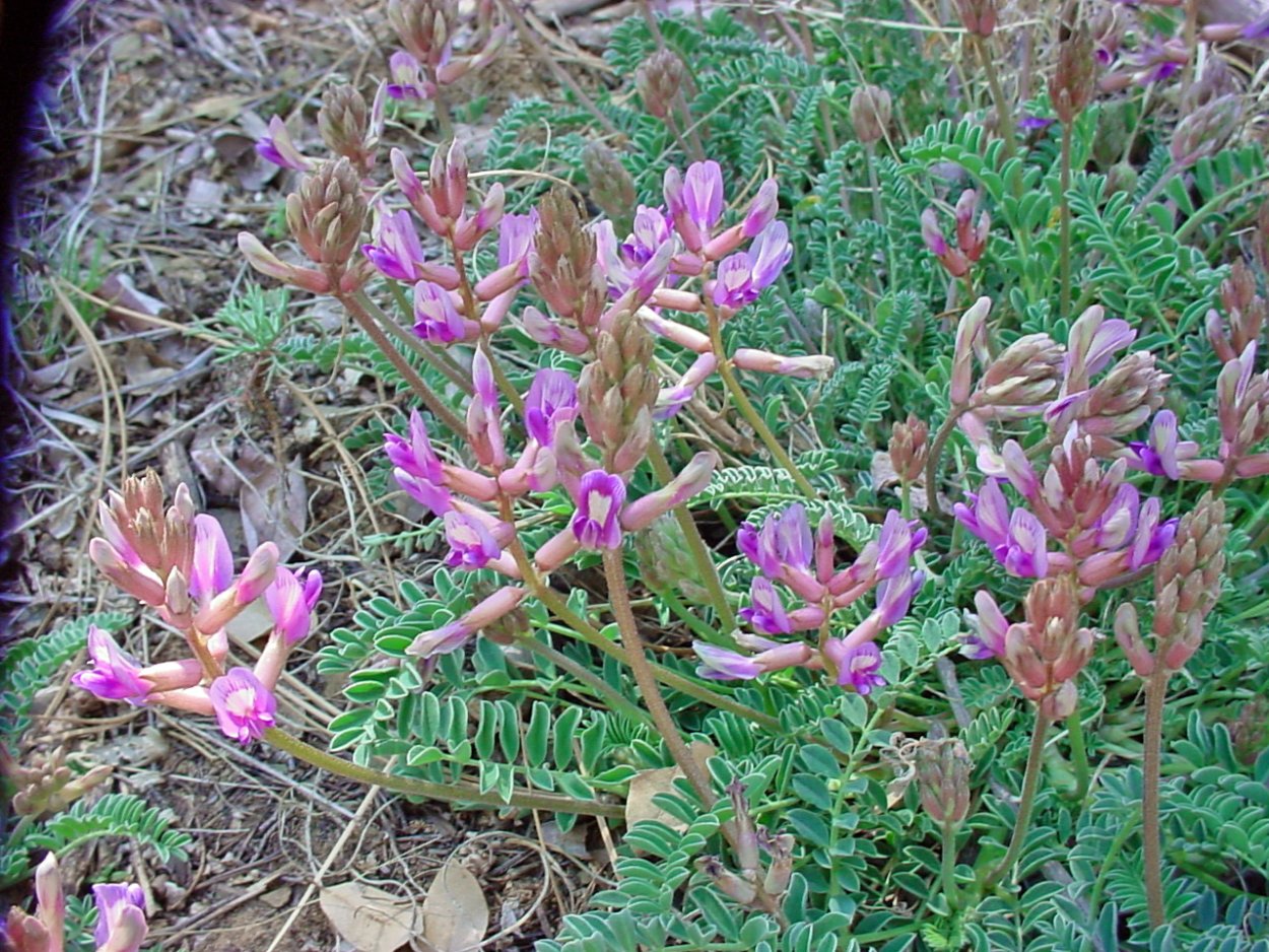 Астрагал чашечковидный