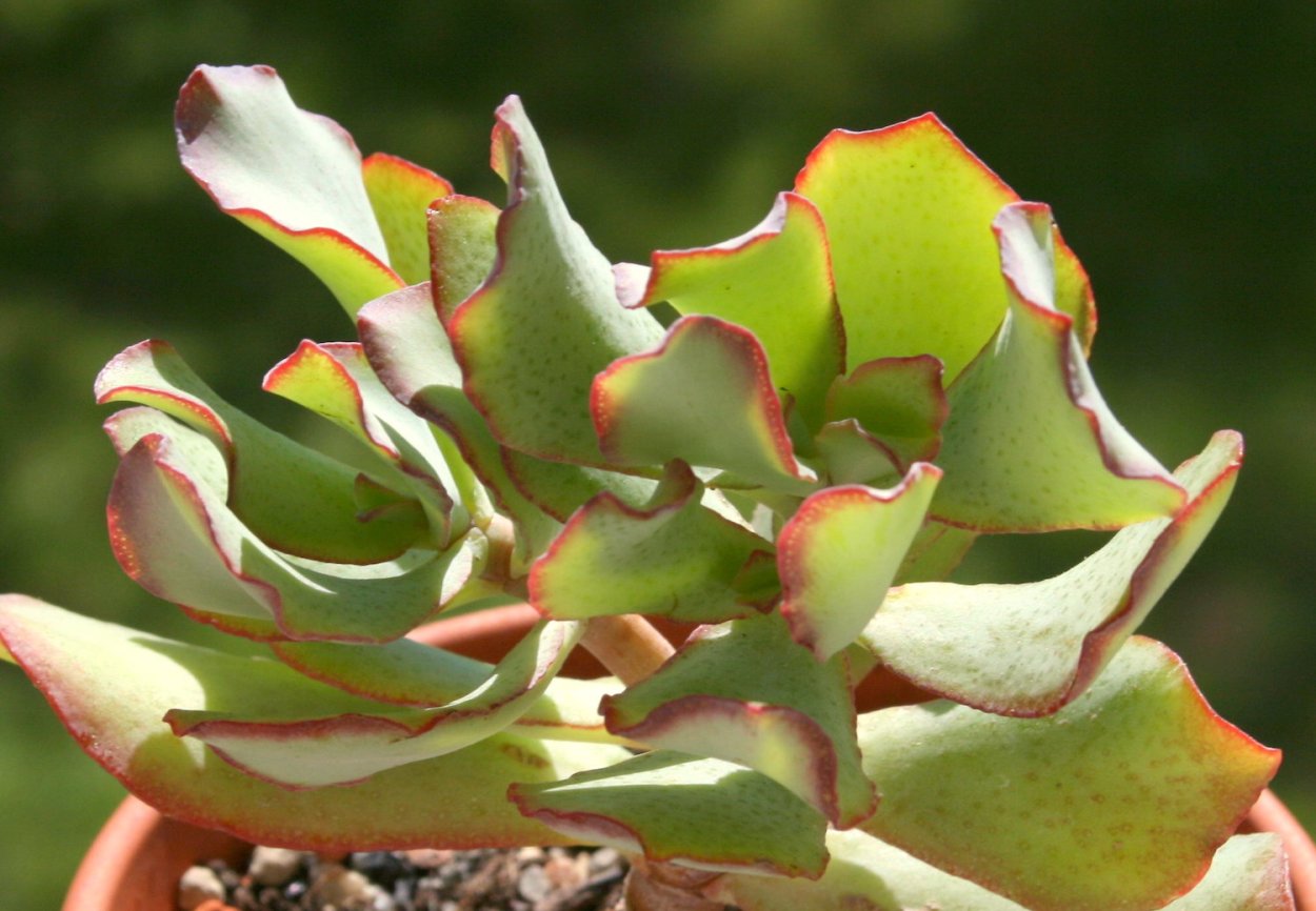 Crassula arborescens