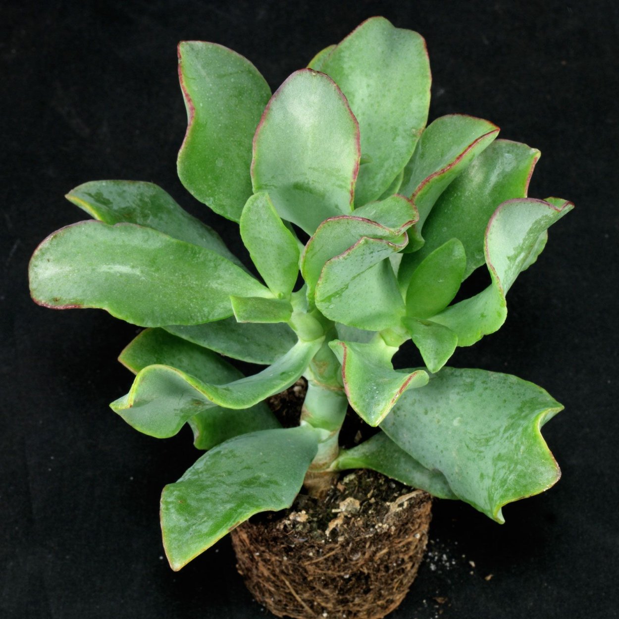 Крассула древовидная (Crassula arborescens)