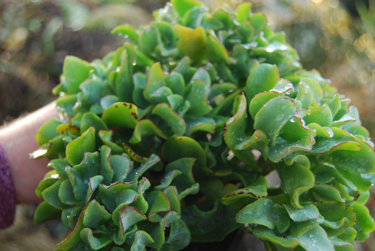 Суккулент Крассула Арборесценс