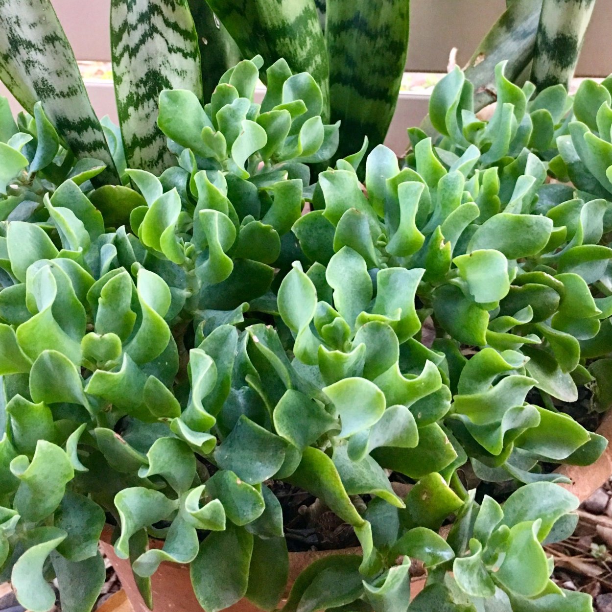 Crassula arborescens