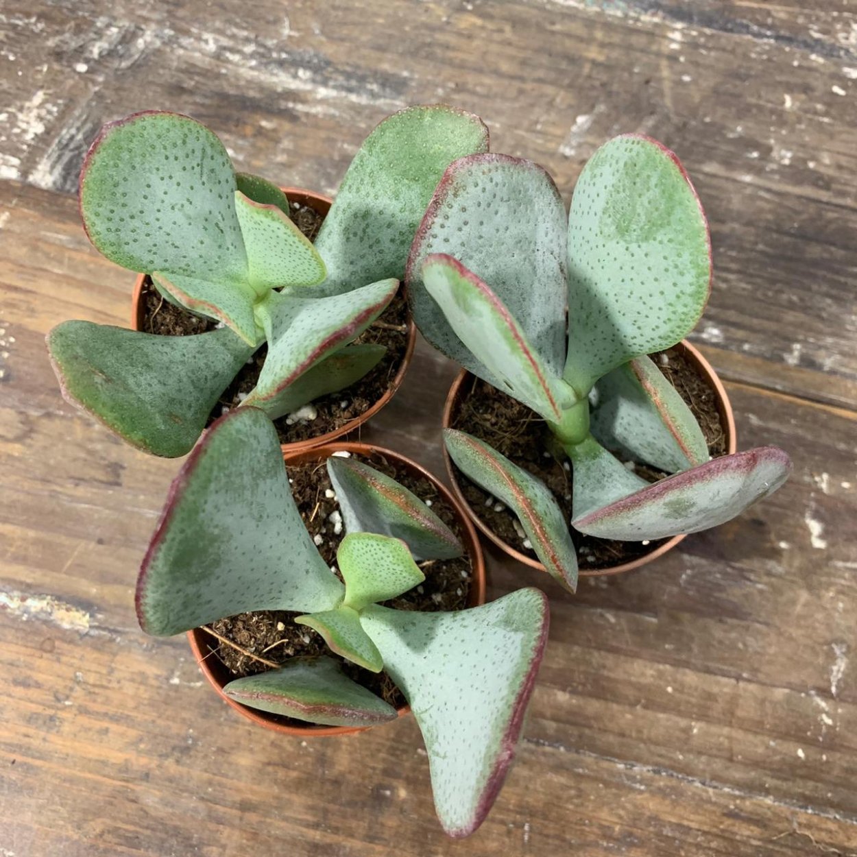 Крассула Сильвер доллар