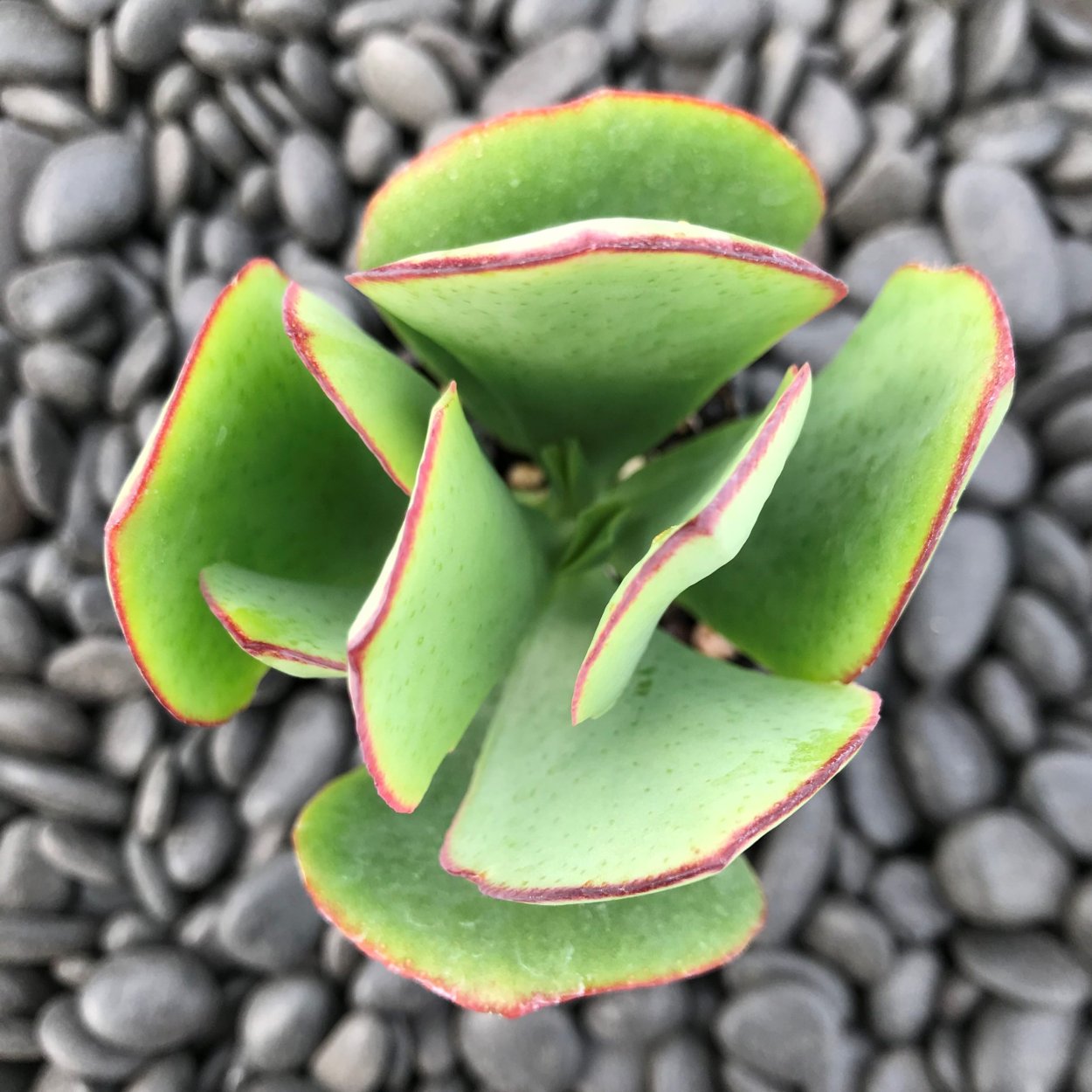 Крассула Арборесценс Сильвер