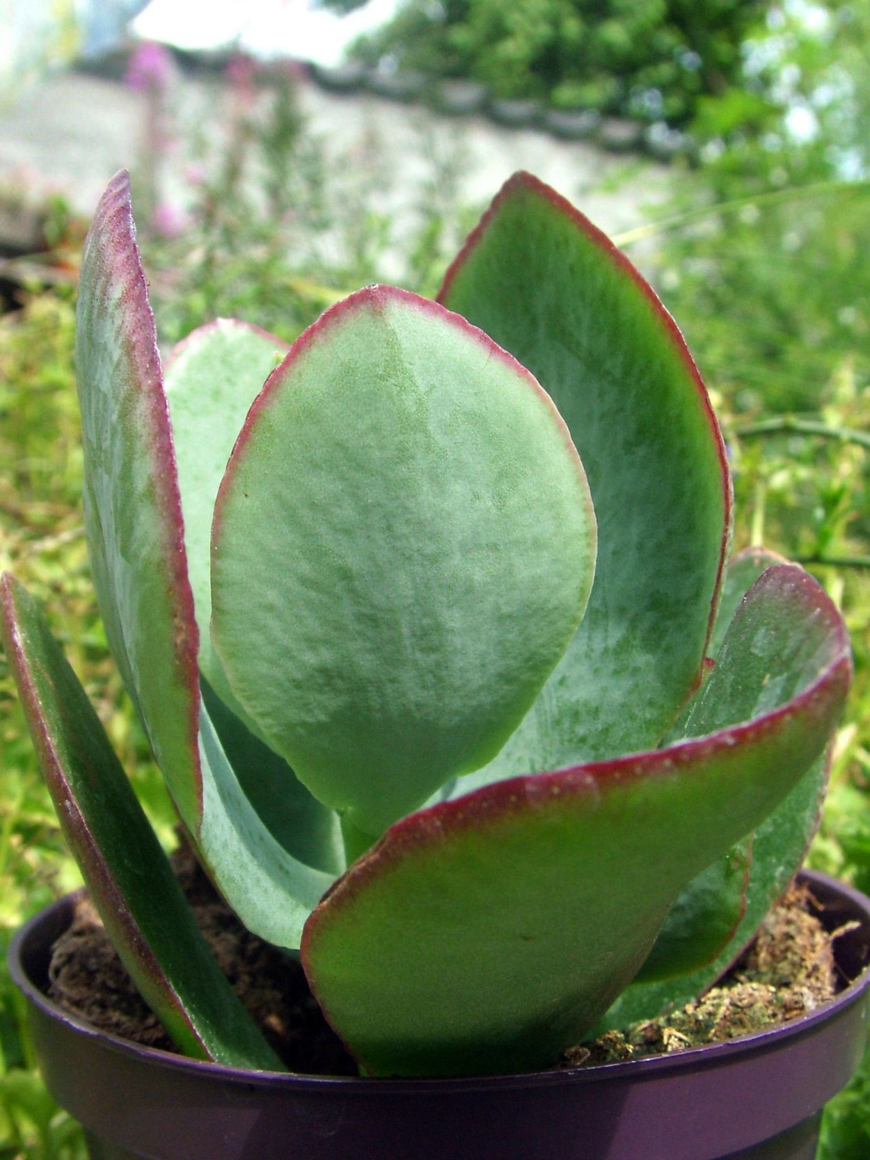 Крассула Сильвер доллар (Crassula Silver Dollar)