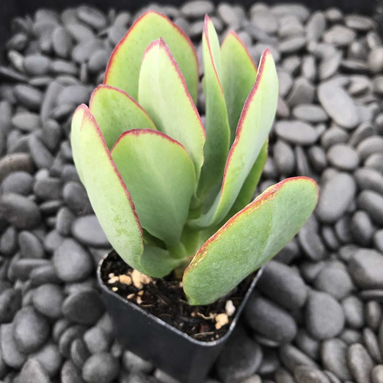 Crassula arborescens undulatifolia