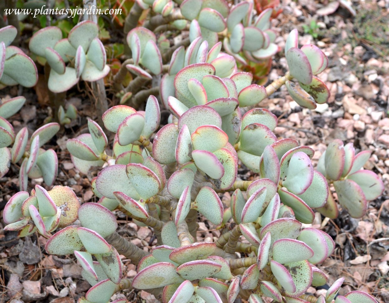Крассула arborescens