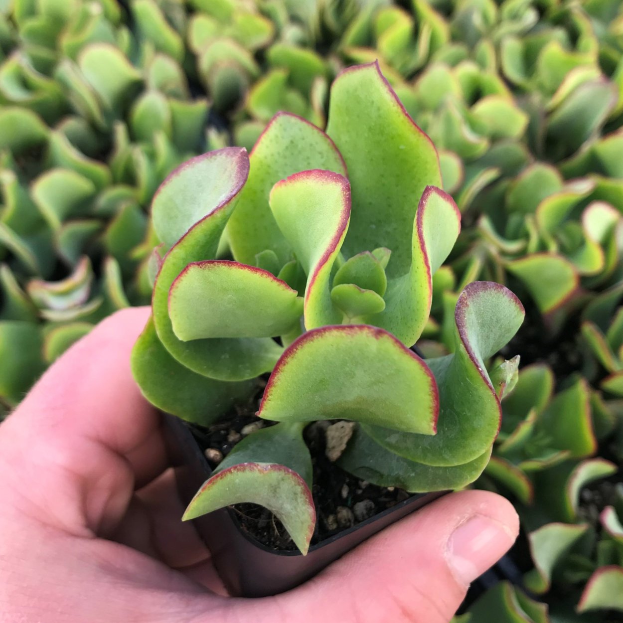 Crassula arborescens 'undulatifolia' (Крассула, толстянка)