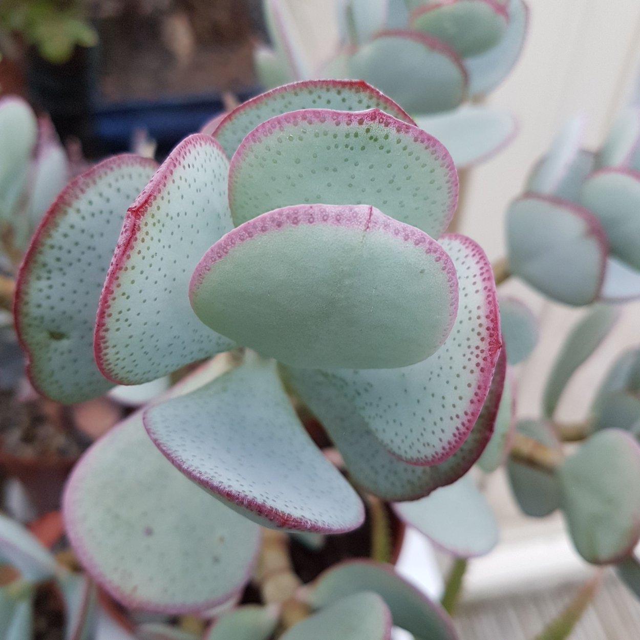 Крассула Кристата