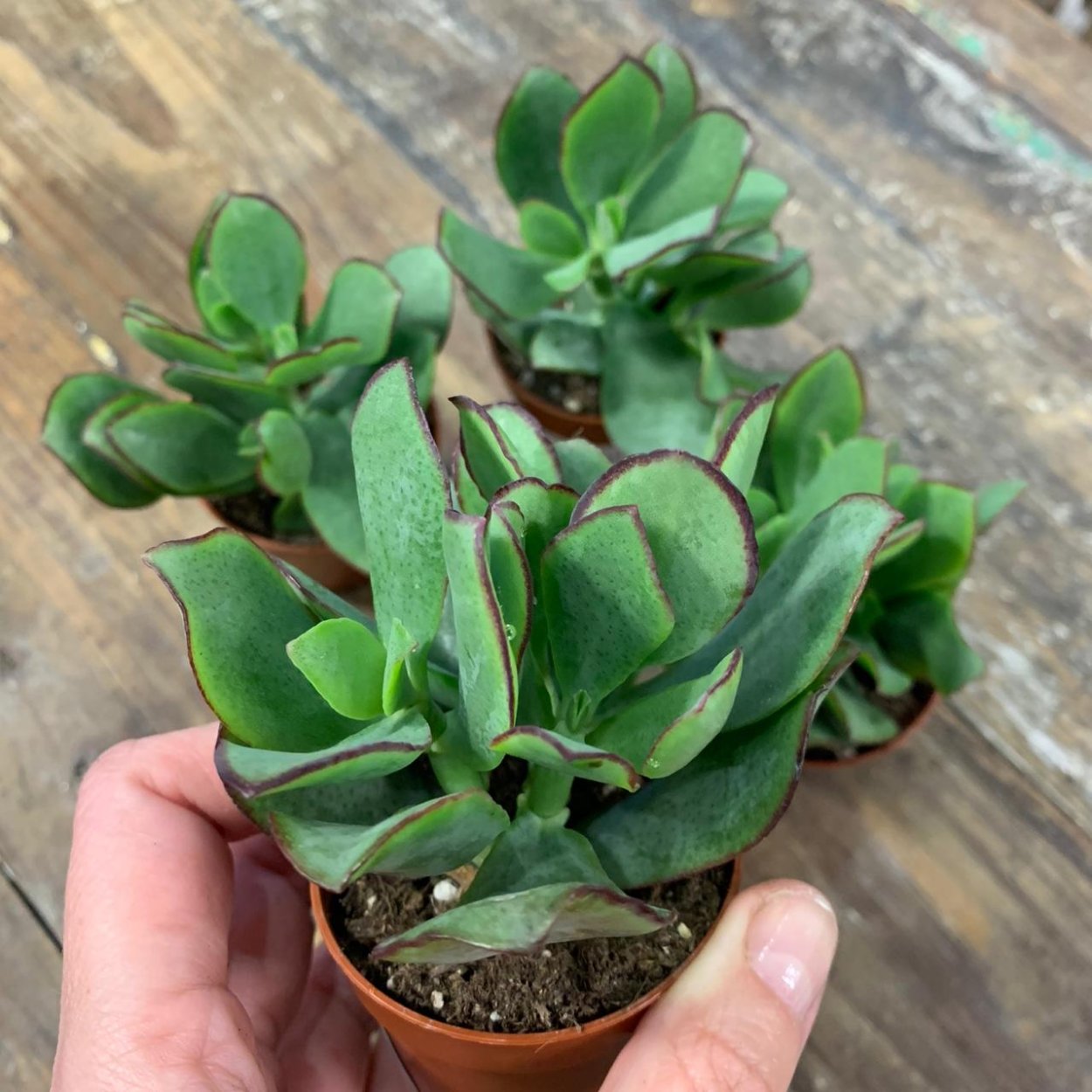 Крассула Сильвер доллар (Crassula Silver Dollar)