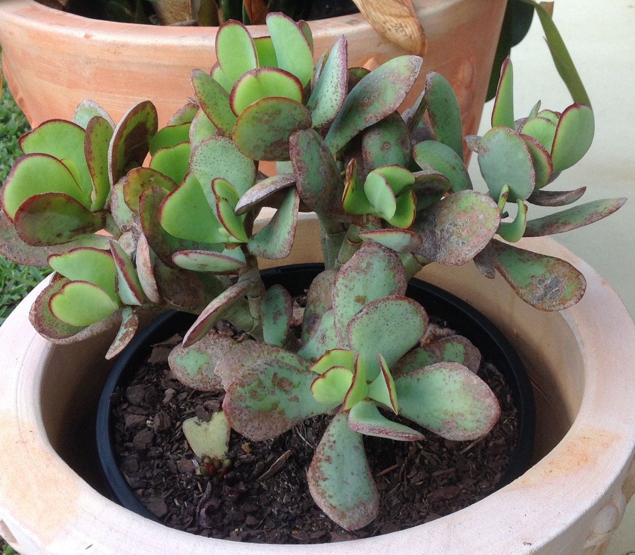 Крассула Арборесценс Сильвер