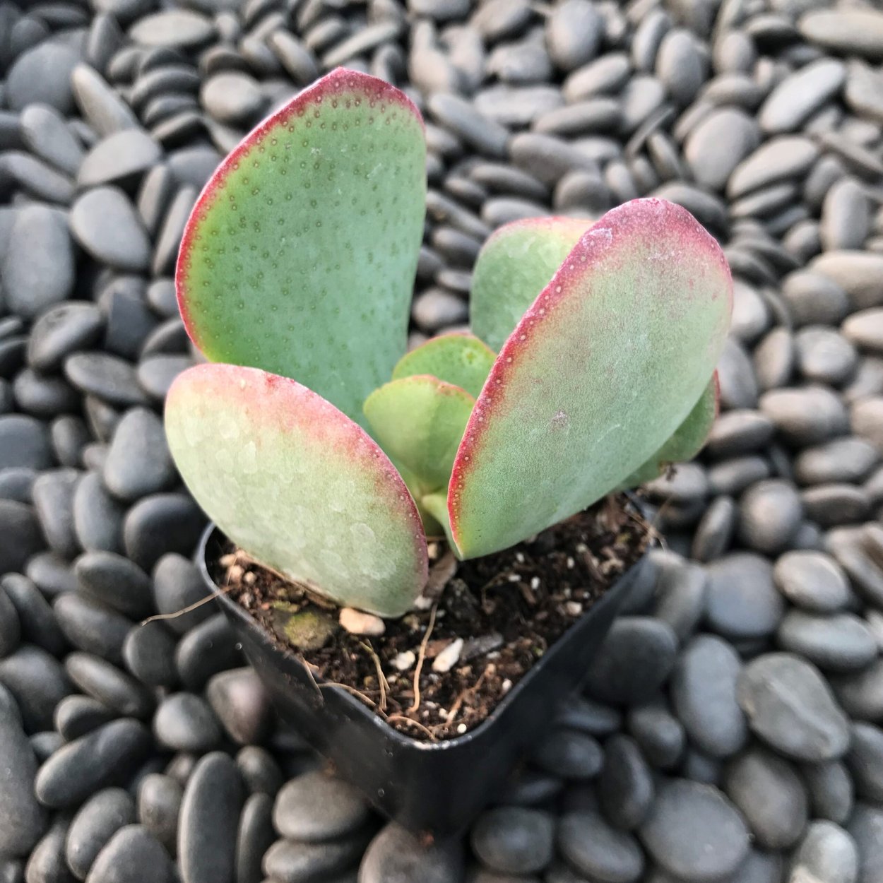 Крассула Альба Вариегата