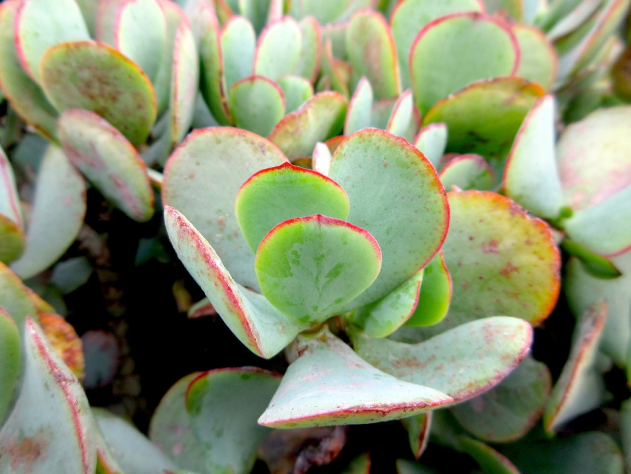 Крассула arborescens