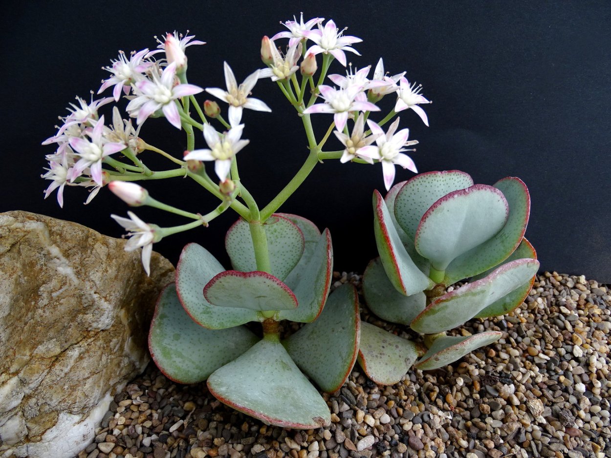 Crassula barbata в природе