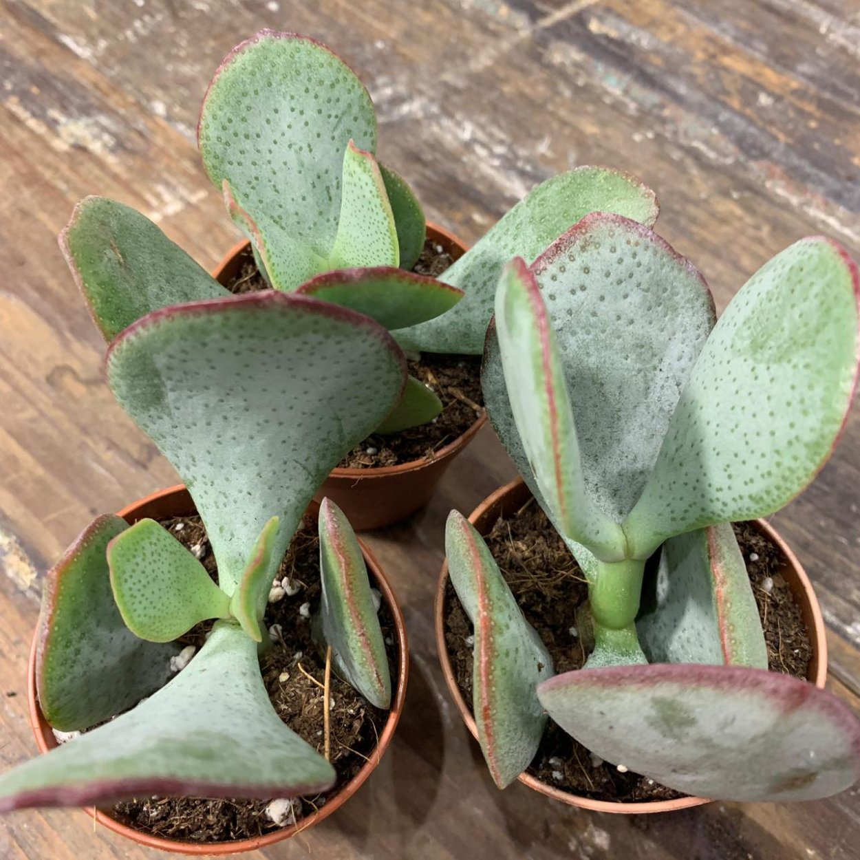 Крассула ундулатифолиа