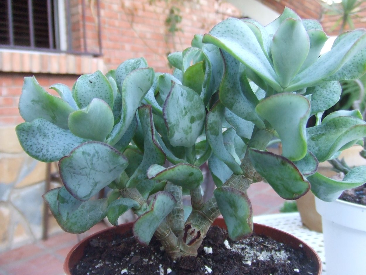 Крассула arborescens