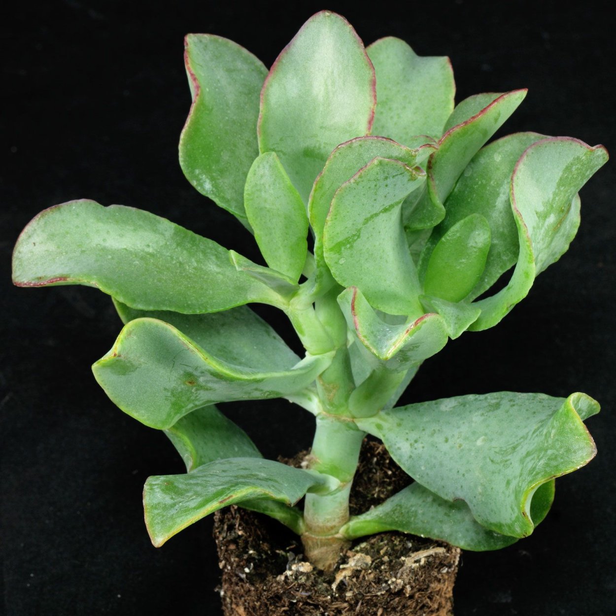 Толстянка древовидная Crassula arborescens