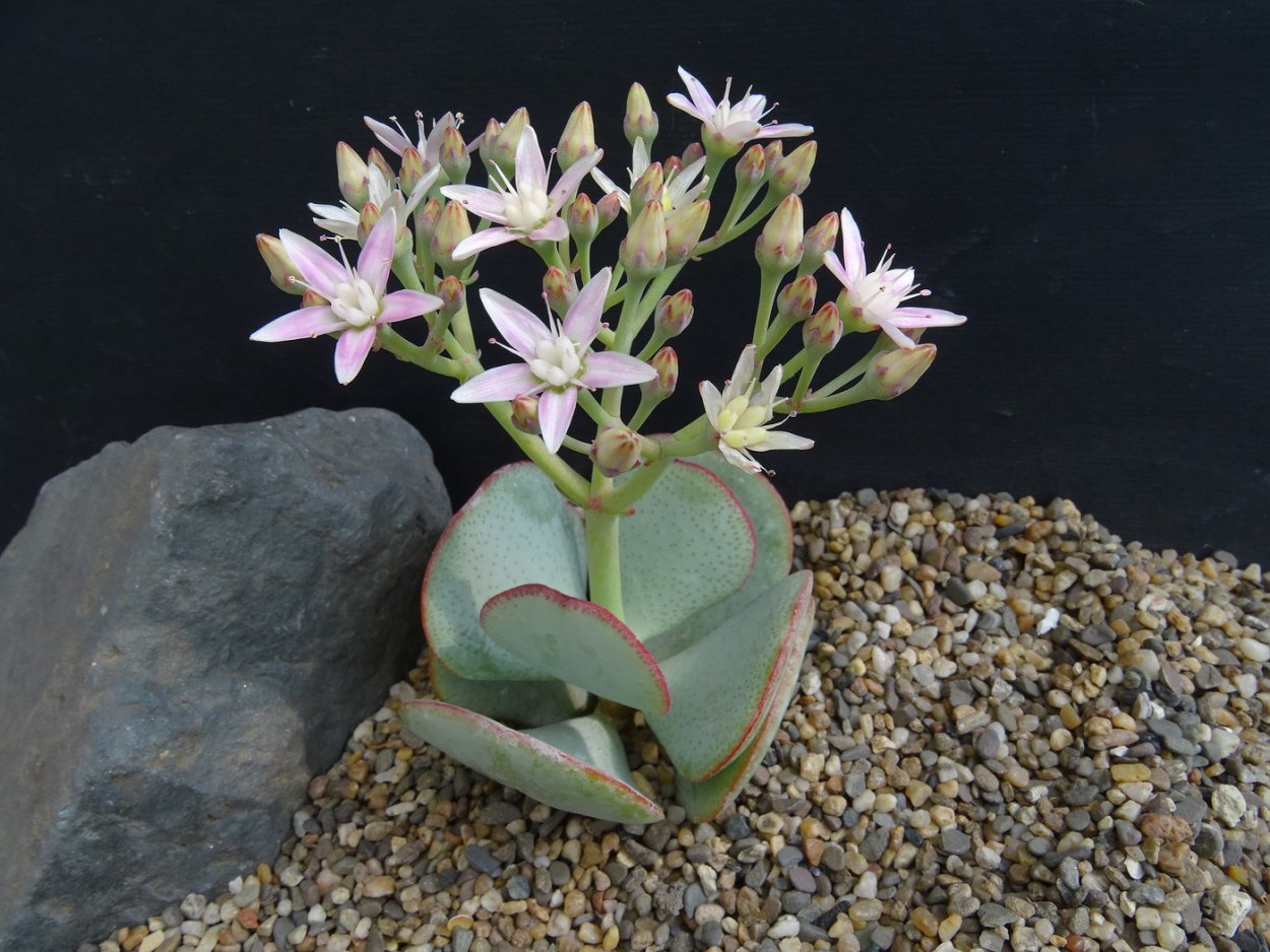 Крассула Фрости