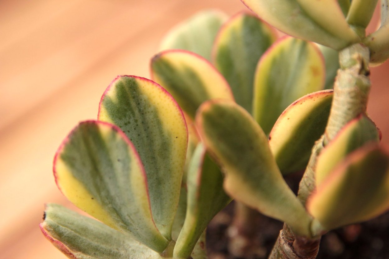 Крассула курли Грин