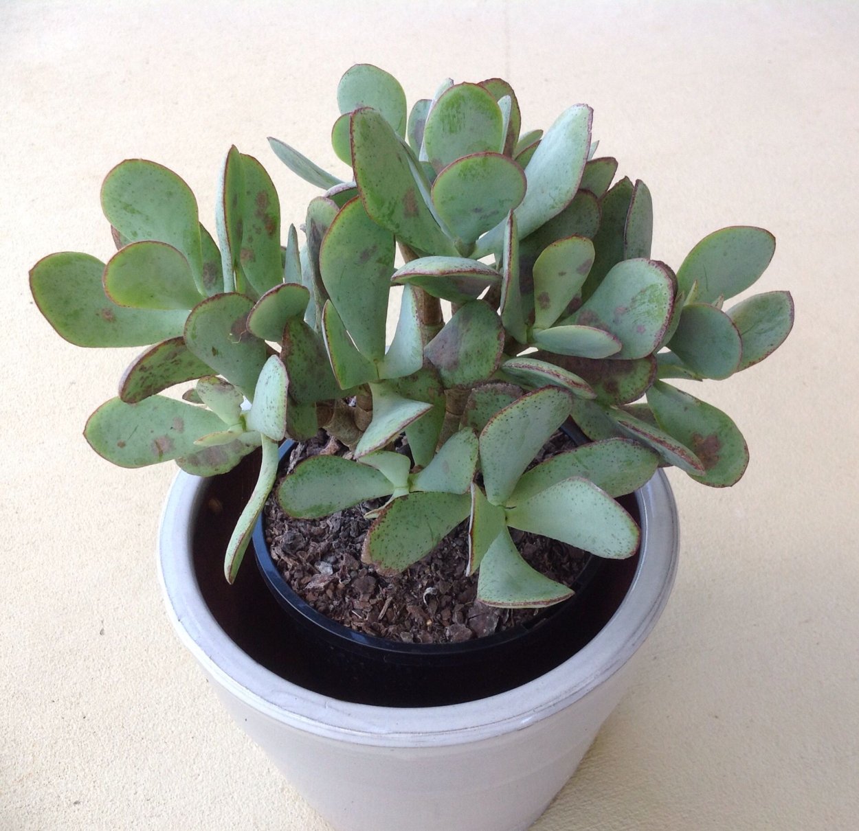 Crassula arborescens