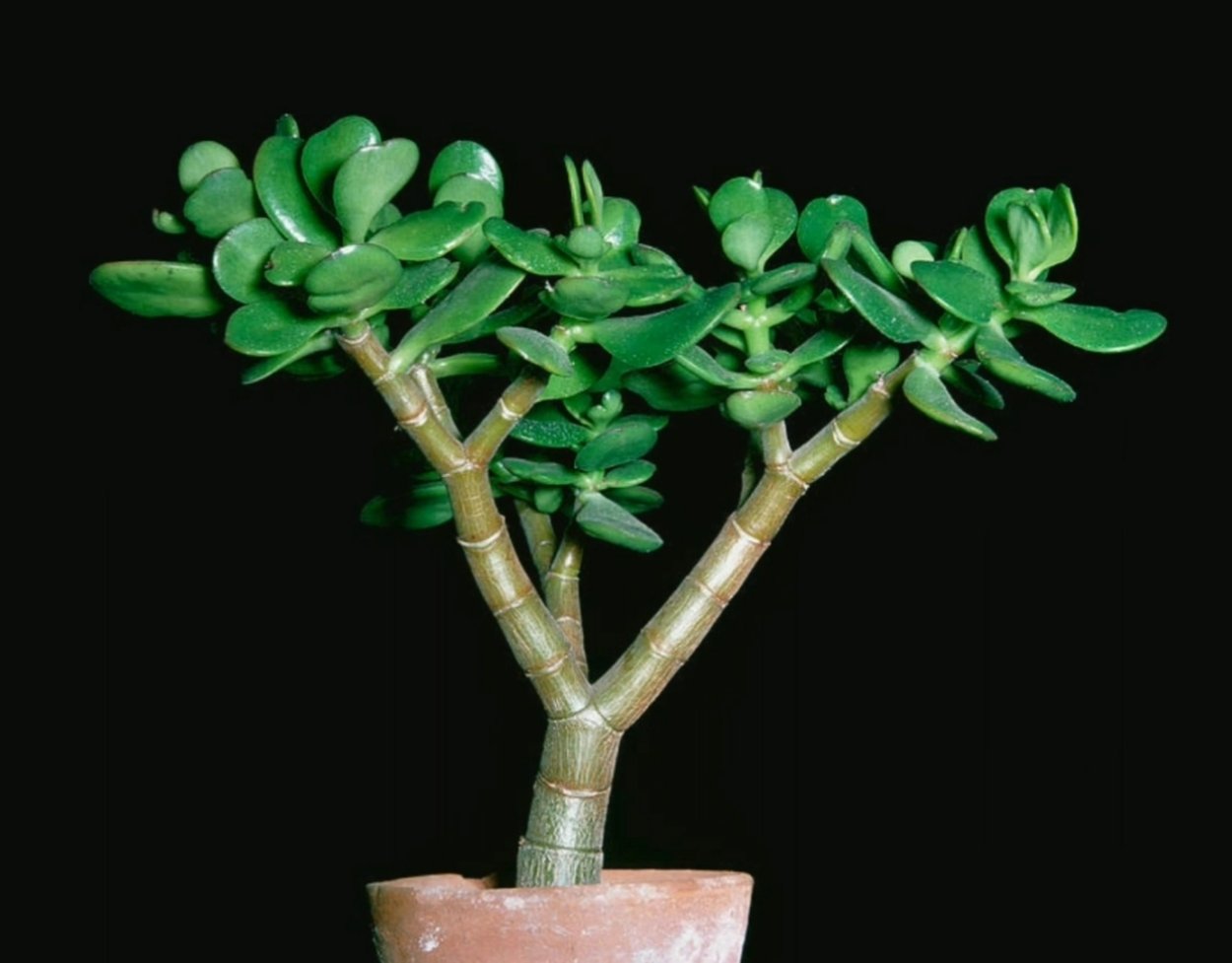 Крассула arborescens