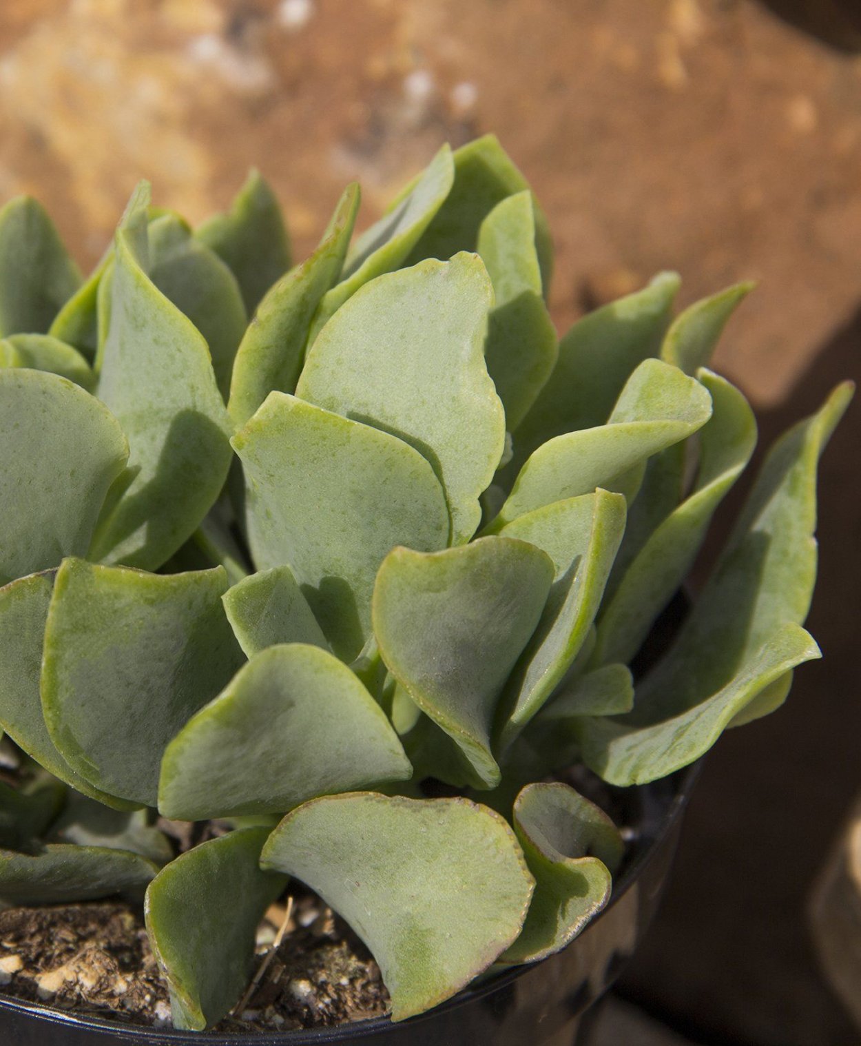 Крассула минор