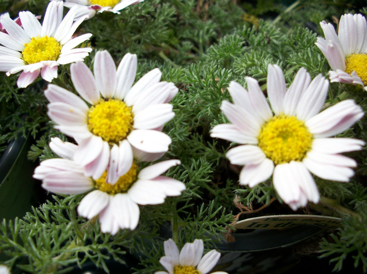 Анациклюс испанская Ромашка