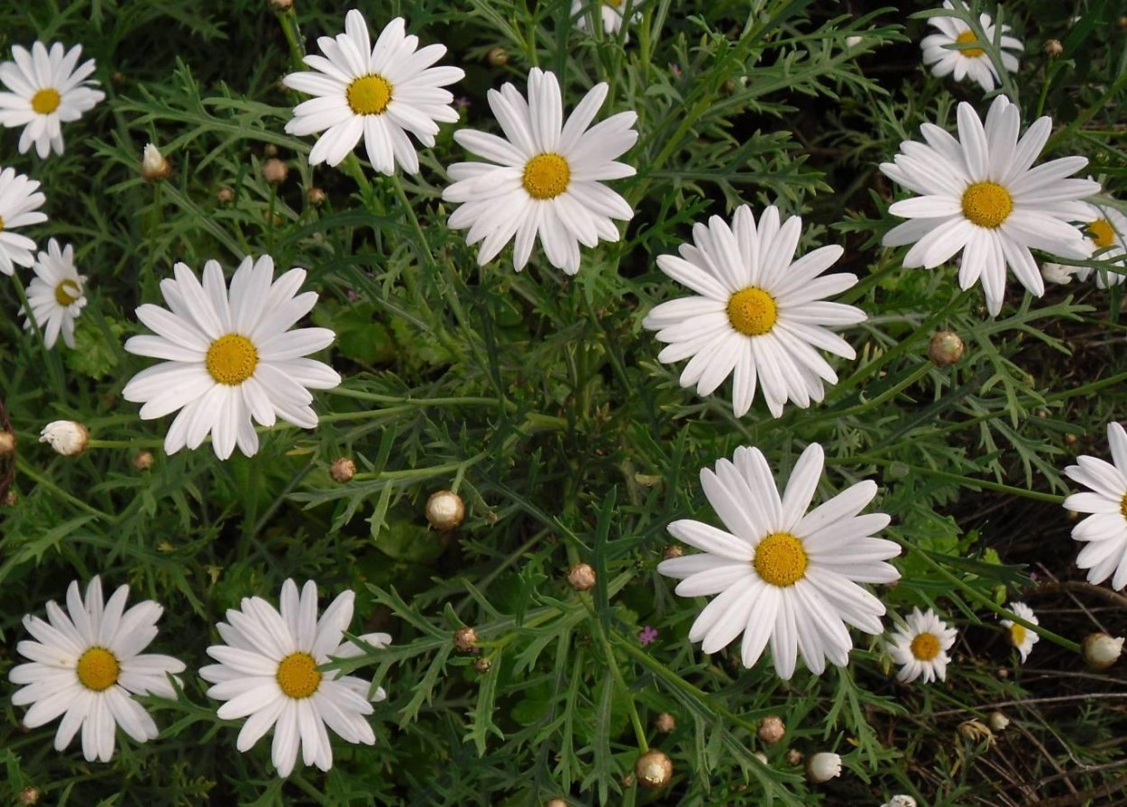 Анациклус Лучистый