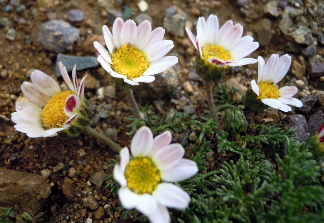 Анациклус садовый Гном