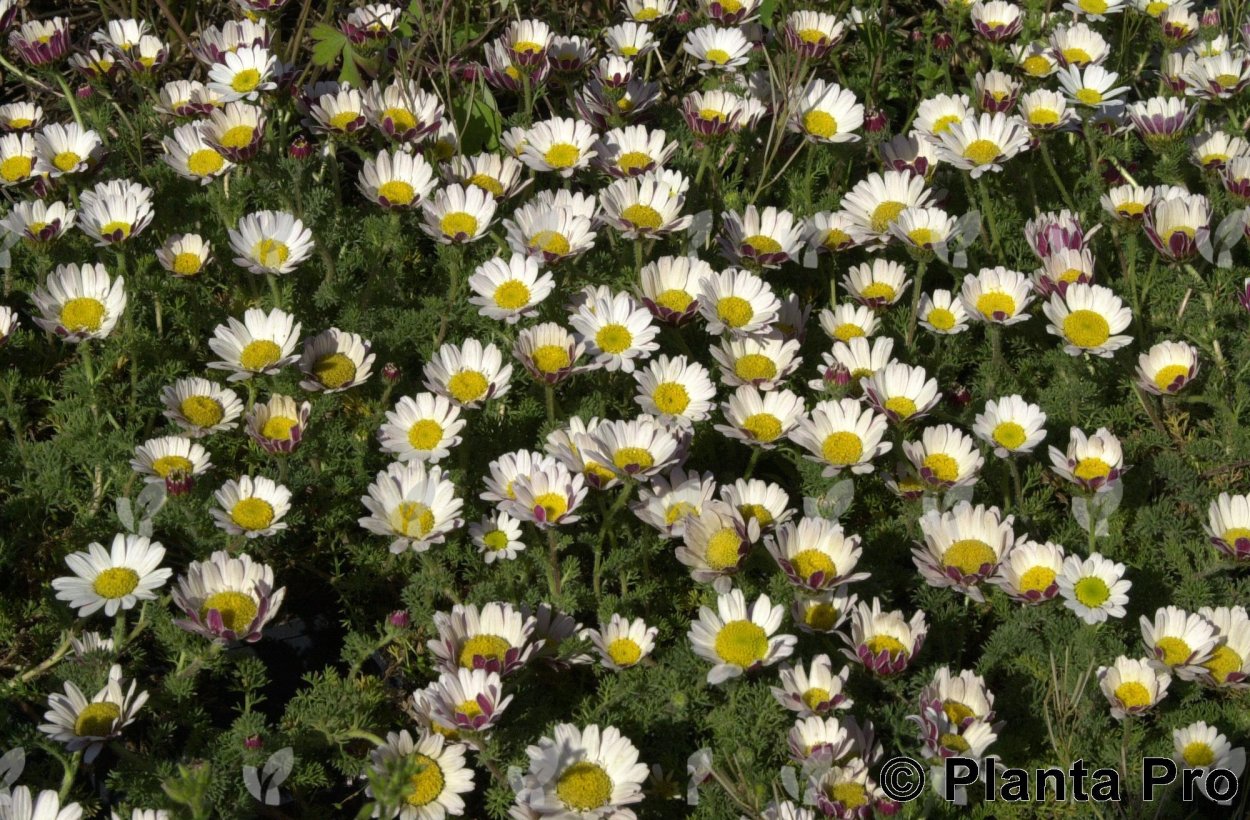 Анациклус булавовидный