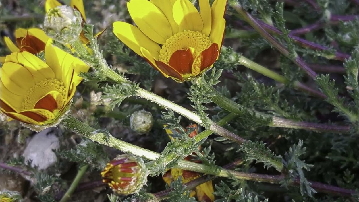 Венидиум пышный смесь Зулу