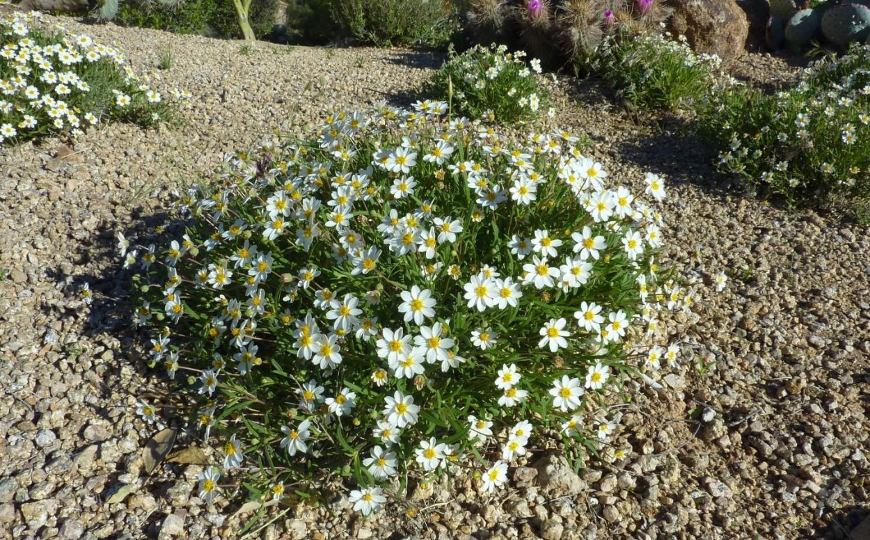 Эригерон Карвинского