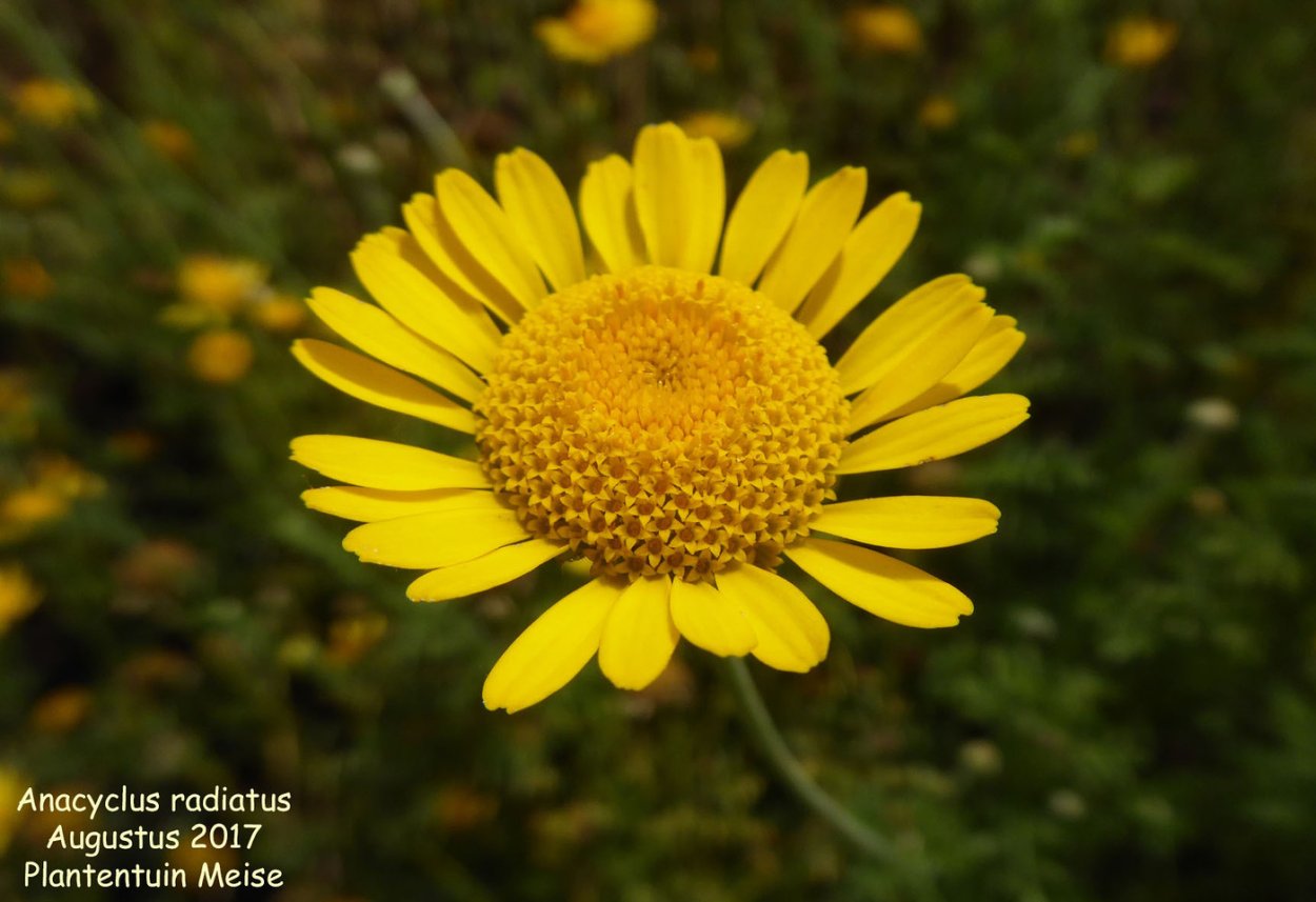 Голубая Ромашка Арктотис