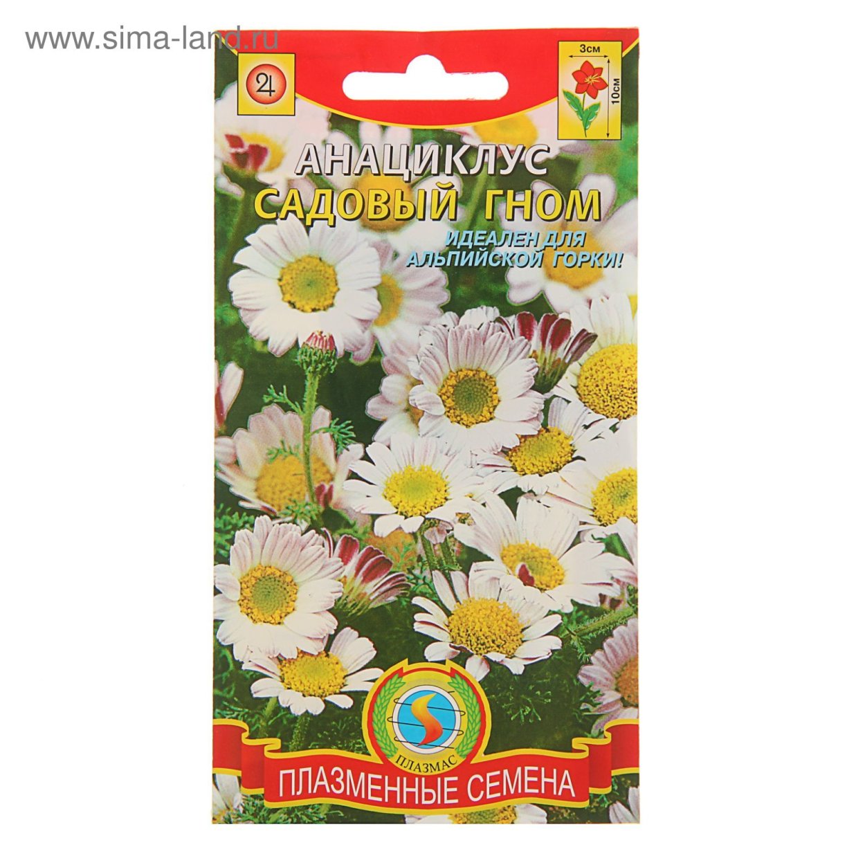 Анациклус садовый Гном