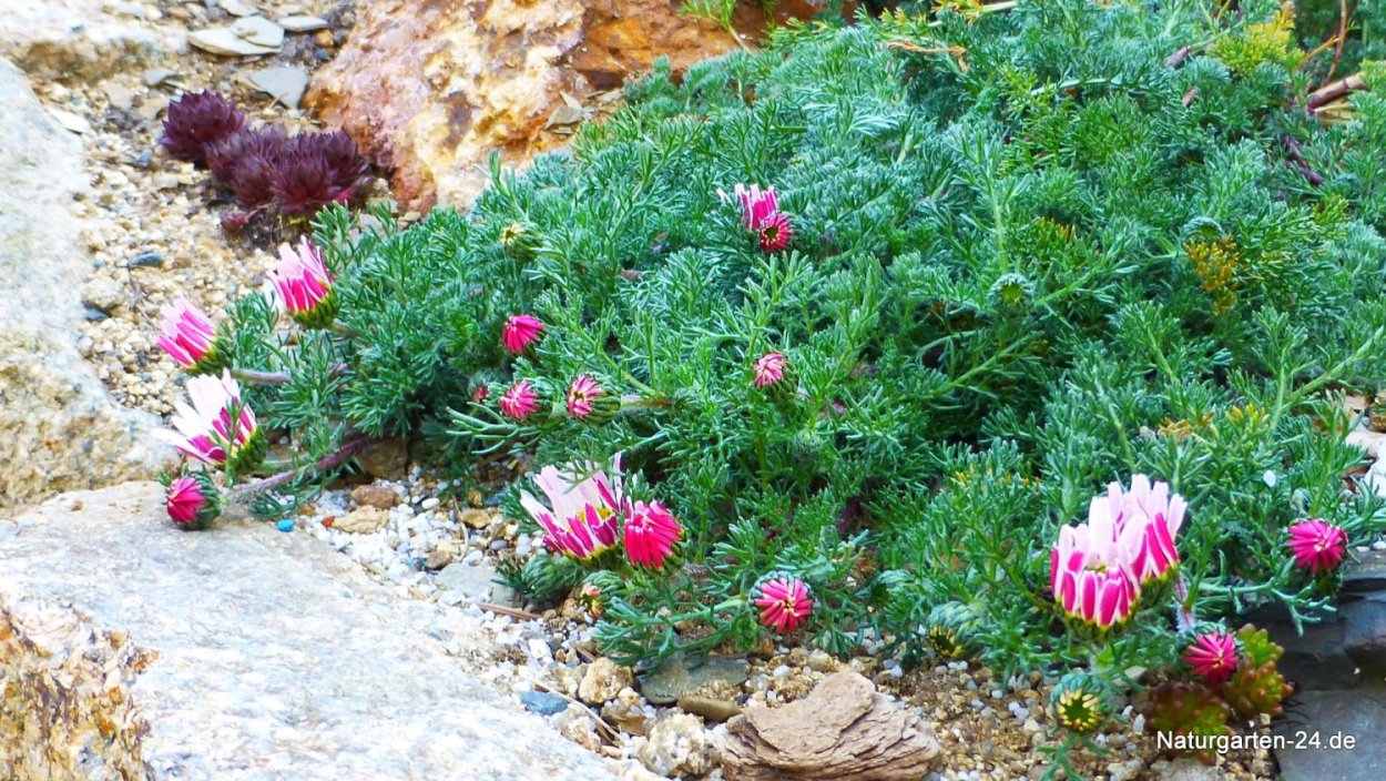 Ромашка карликовая Сноу кап