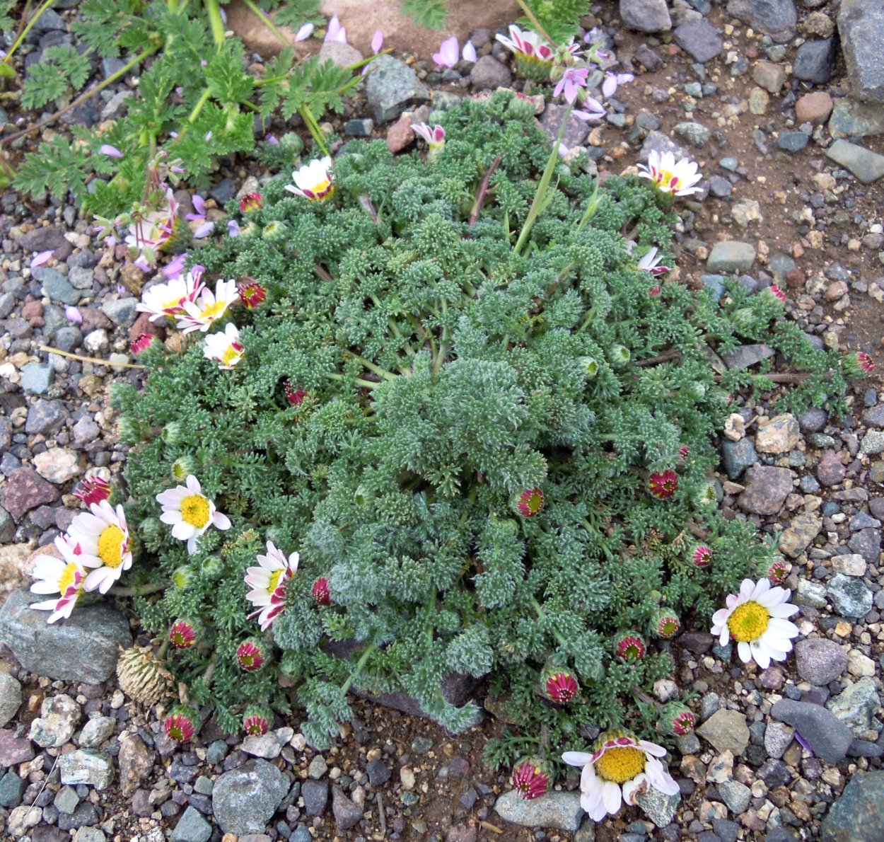 Erigeron karvinskianus