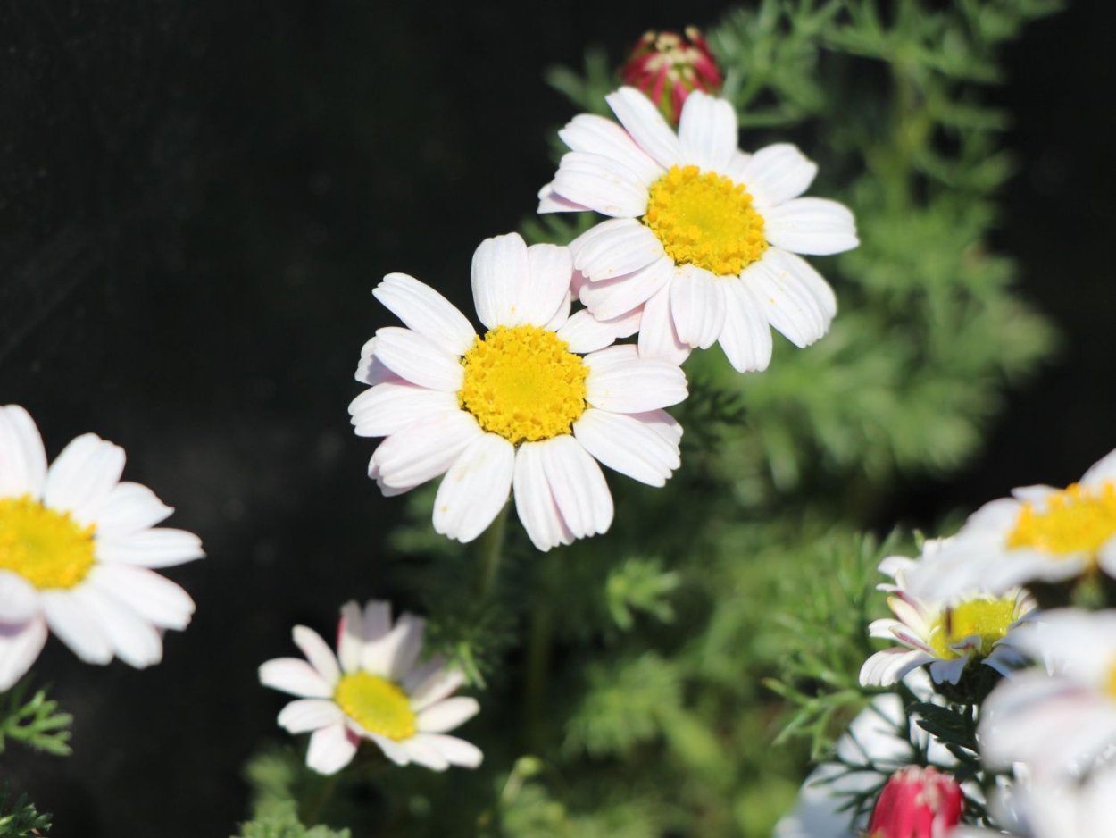 Ромашка Луговая нивяник