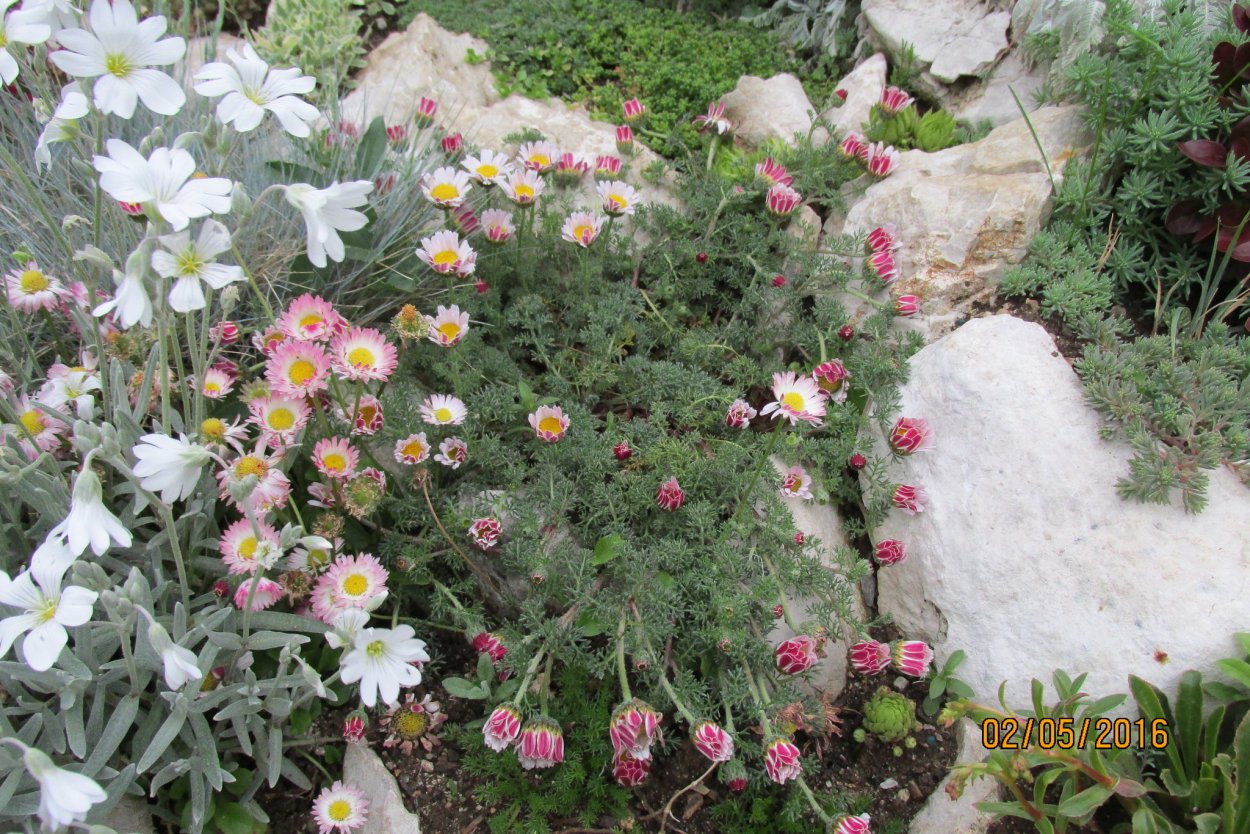 Анациклус булавовидный