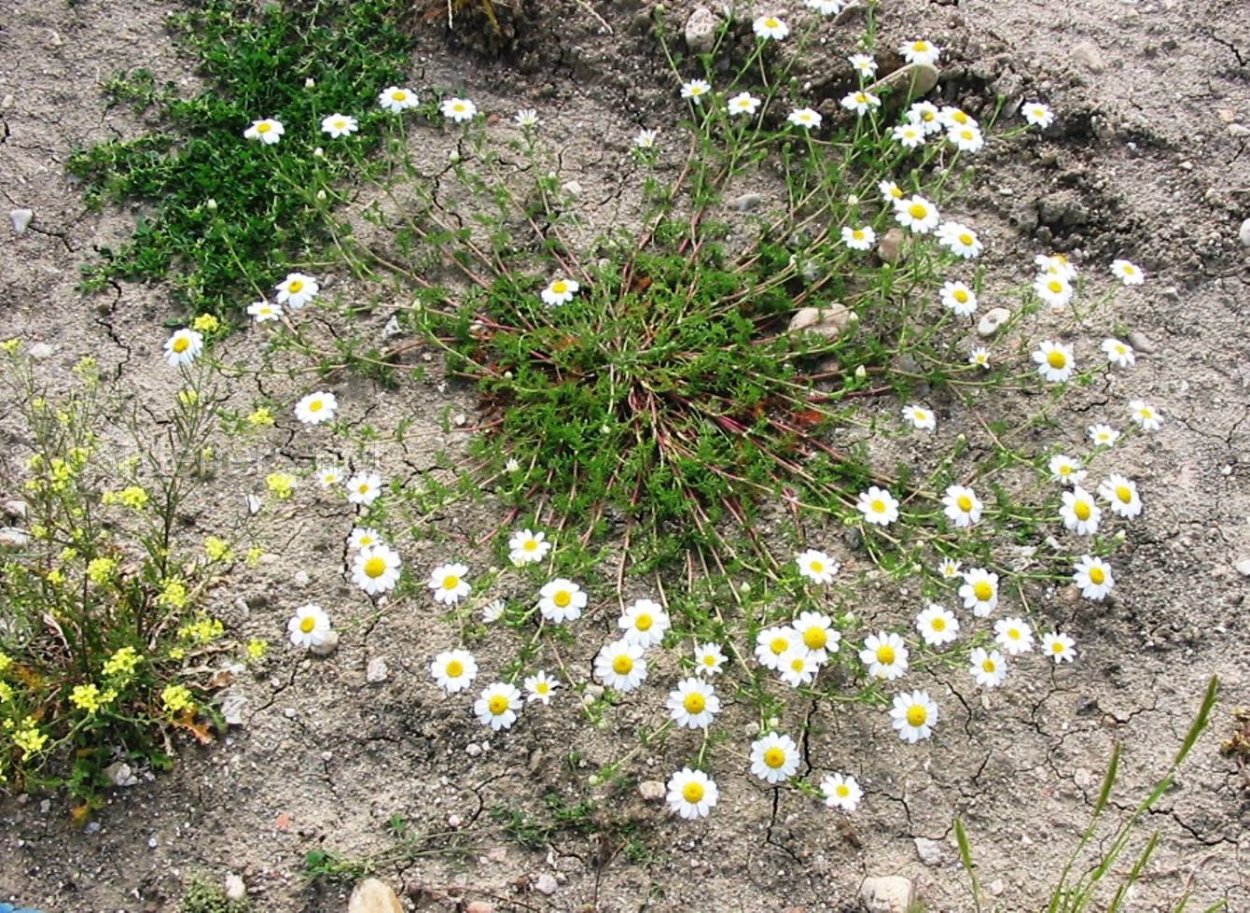 Мелколепестник (эригерон) Карвинского