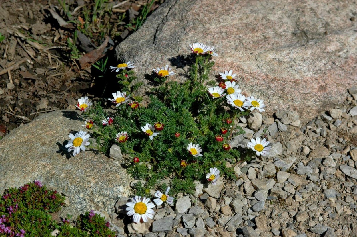 Анациклус садовый Гном