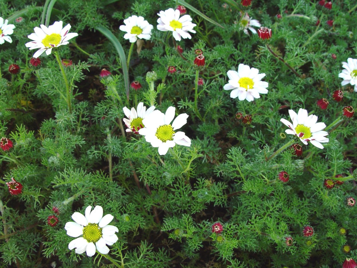 Анациклус садовый Гном 0,015г (мн) плазма с