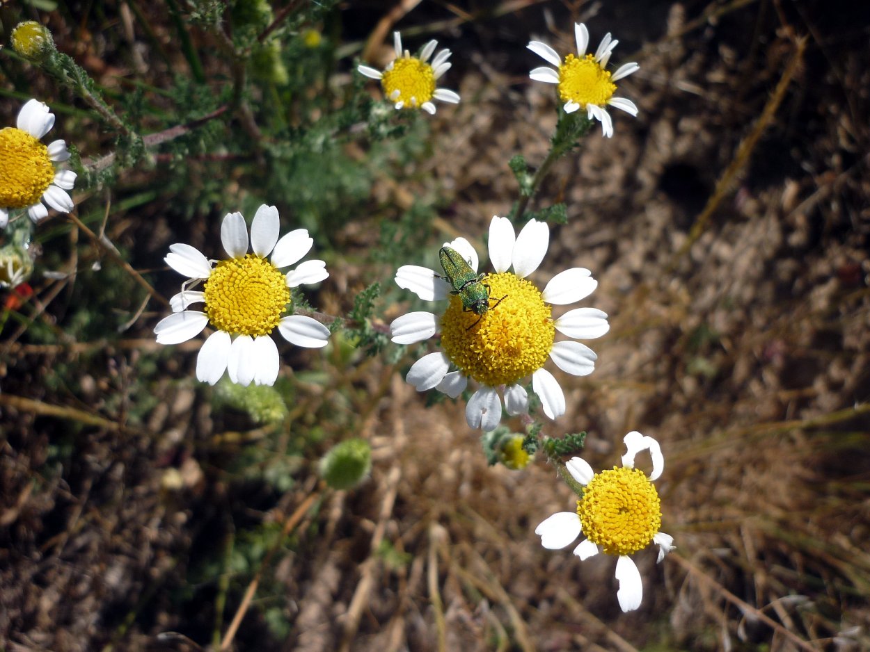 Цветок эригерон