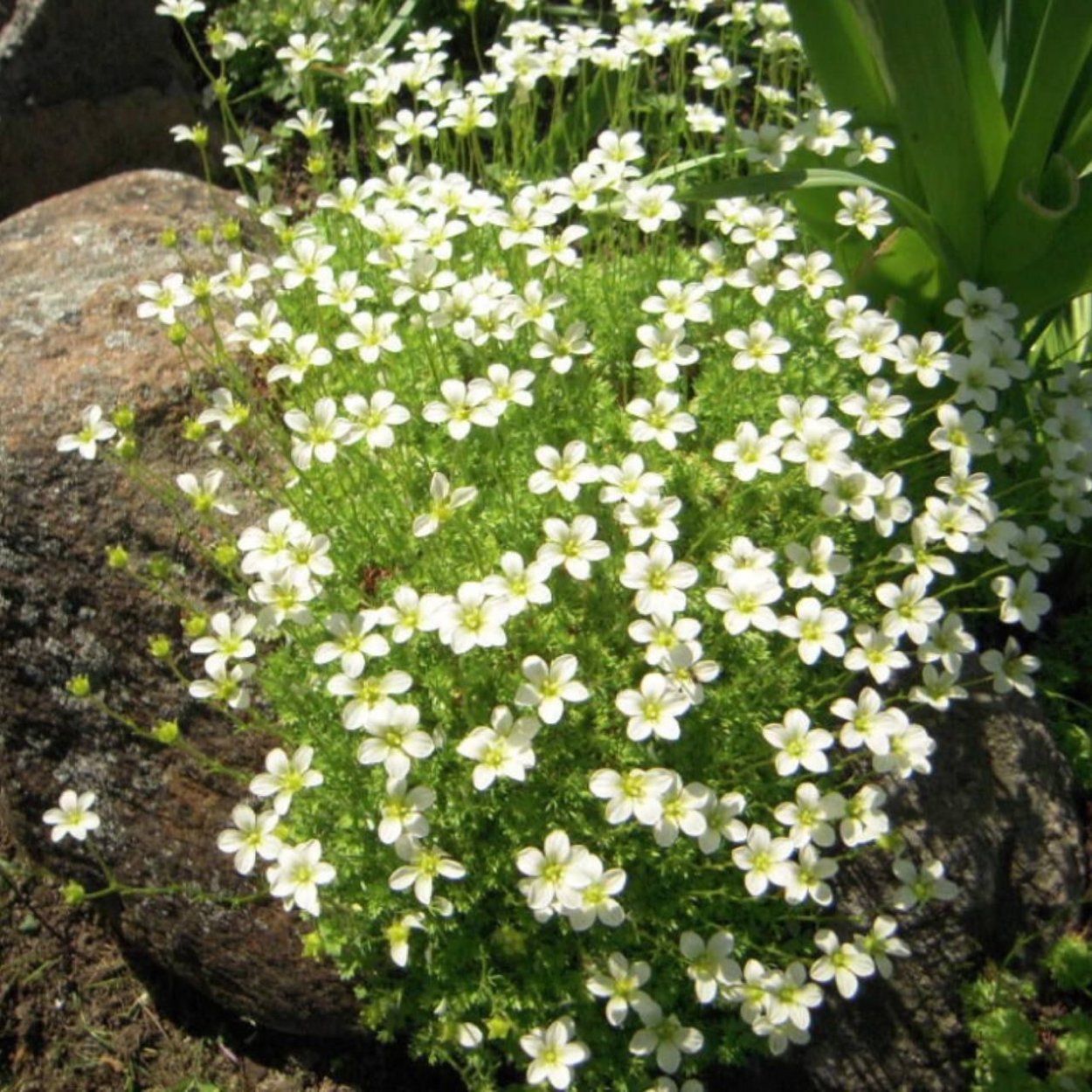 Ясколка и камнеломка