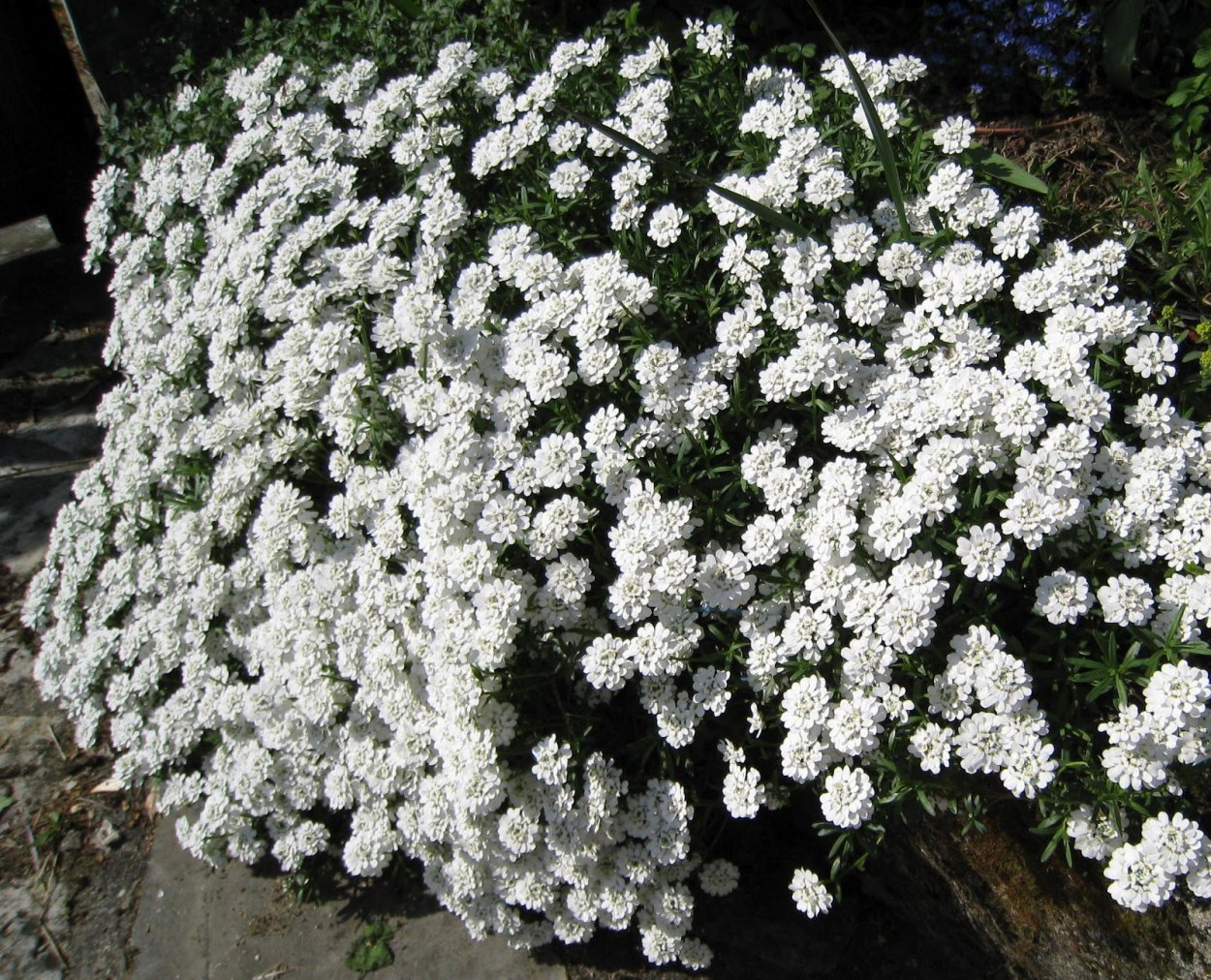 Иберис вечнозеленый Вайтаут