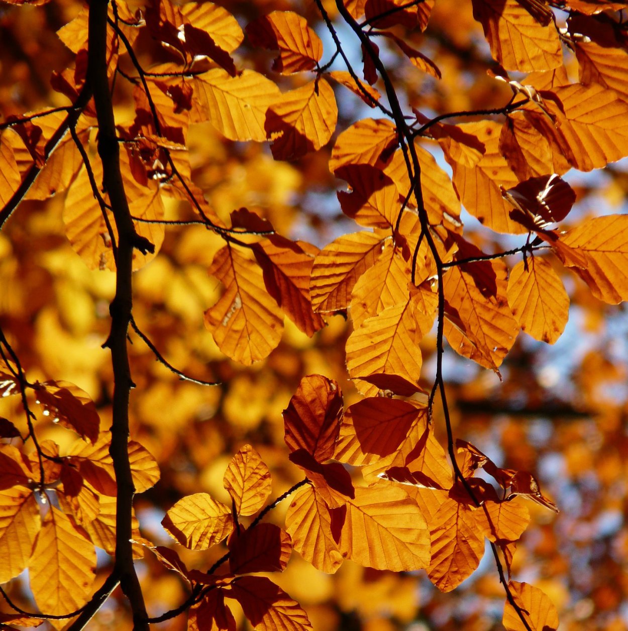 Осенний лист ольхи