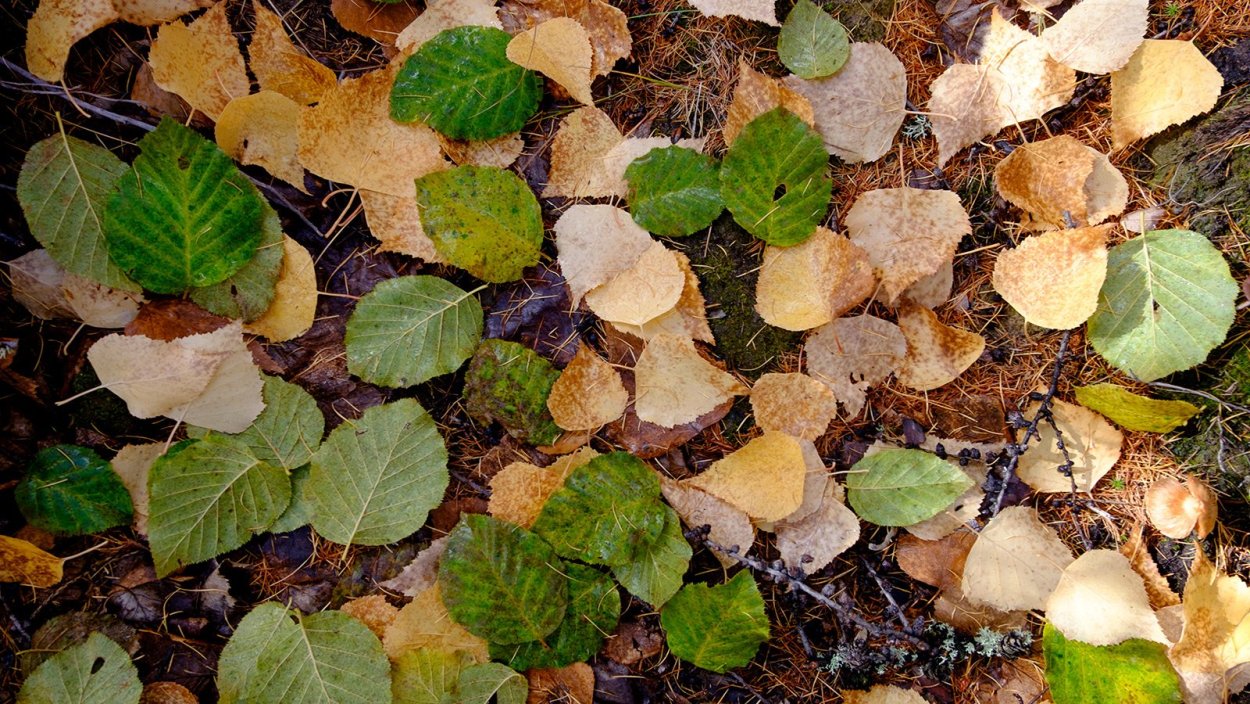 Ольха черная листья