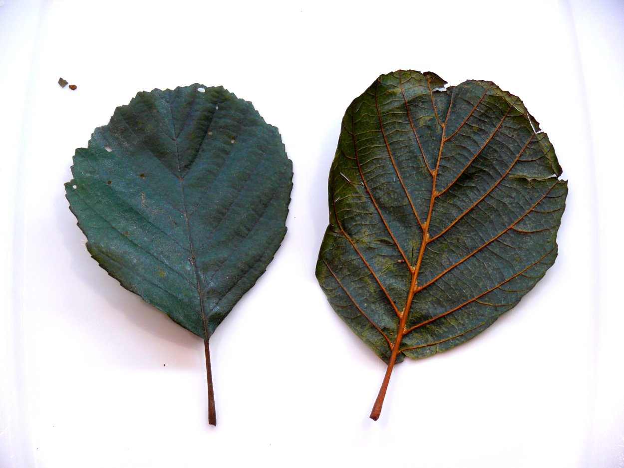 Ветка ольхи с листьями