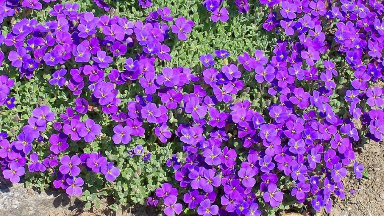 Обриета Блауэр Шац